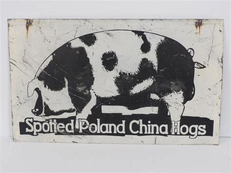spotted poland china hogs for sale
